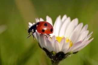 Marienkäfer auf Blume