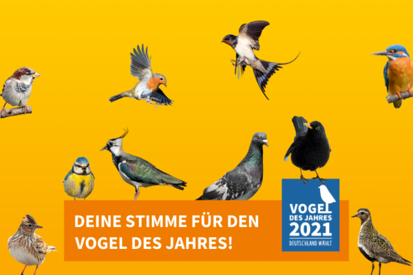 Vogel des Jahres Vorwahl