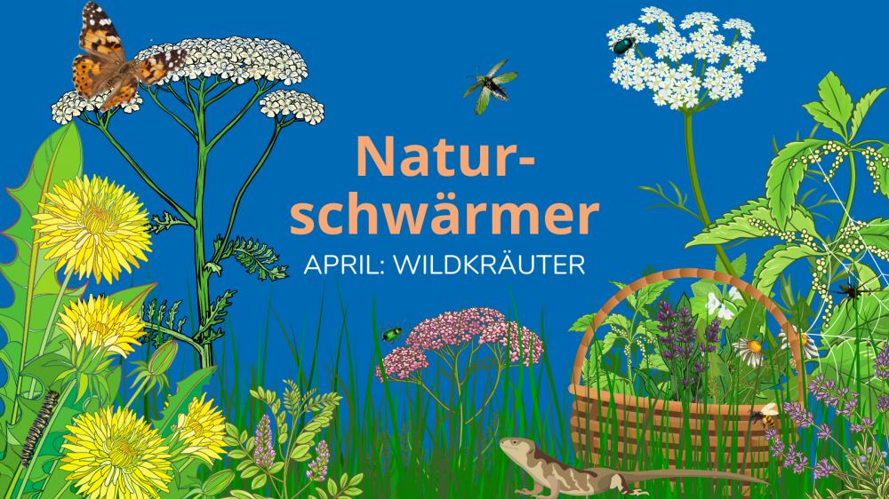 Naturschwaermer 