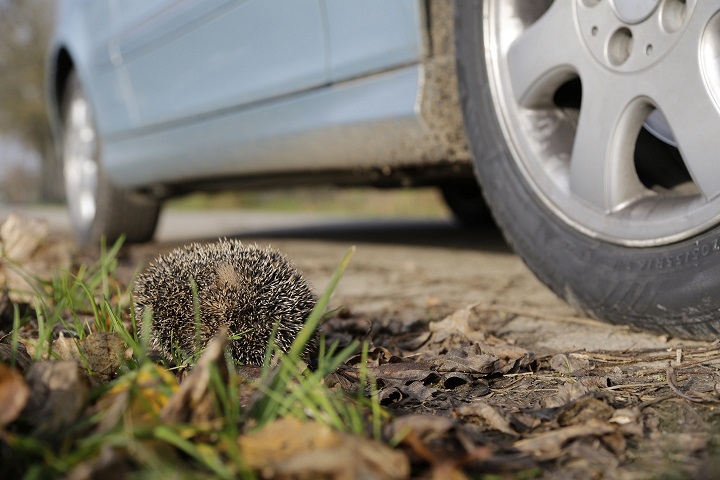 Mehlschwalbe am Nest