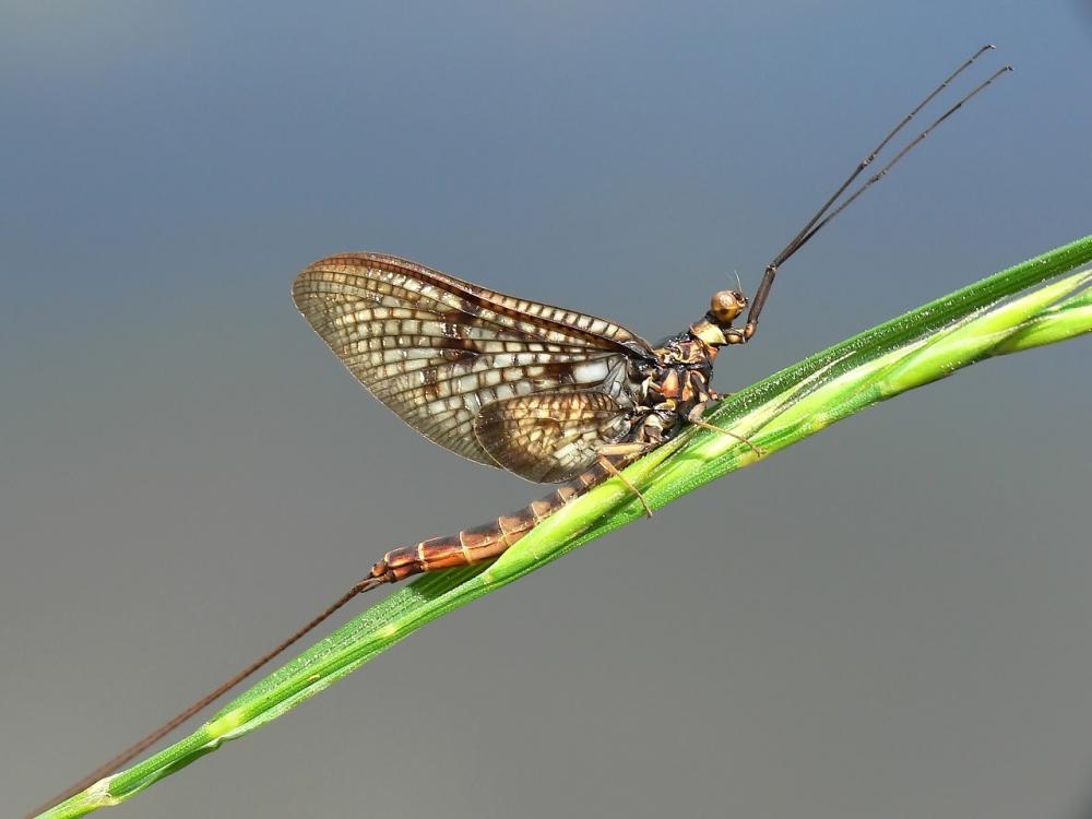 Eintagsfliege