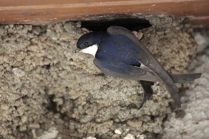 Mehlschwalbe am Nest