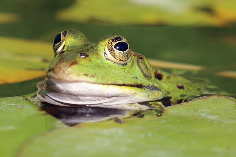 Wasserfrosch