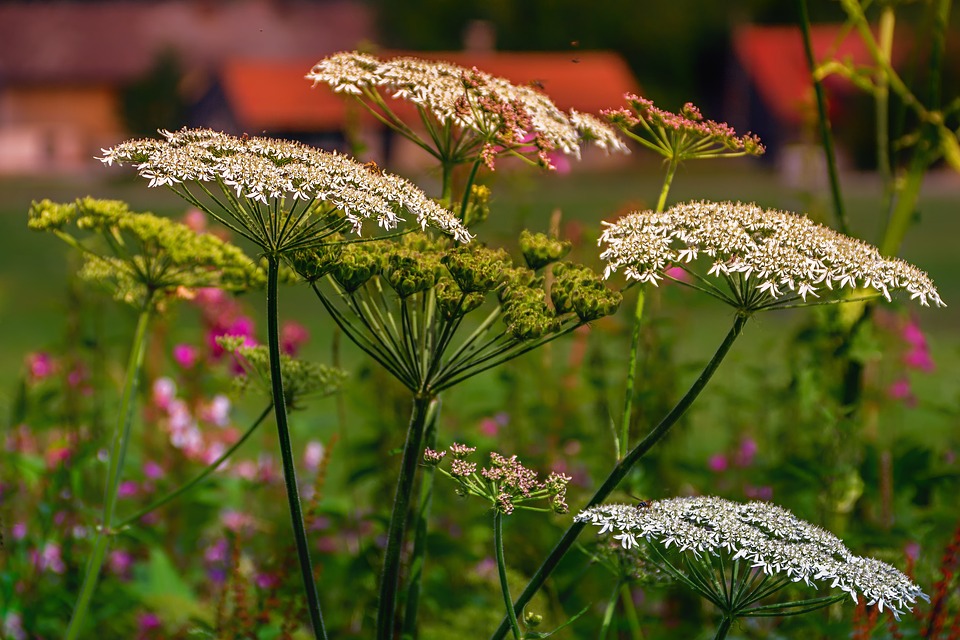 Naturschwaerme April Wildkrauter