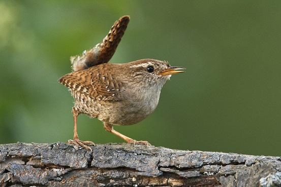 Mehlschwalbe am Nest