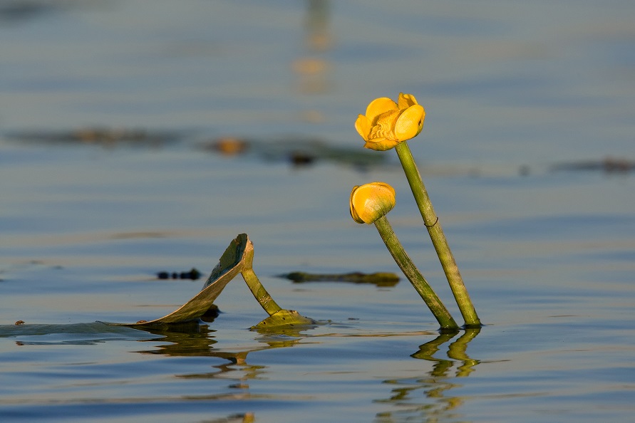 Teichrose