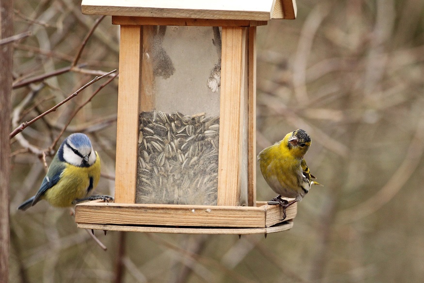 Mehlschwalbe am Nest