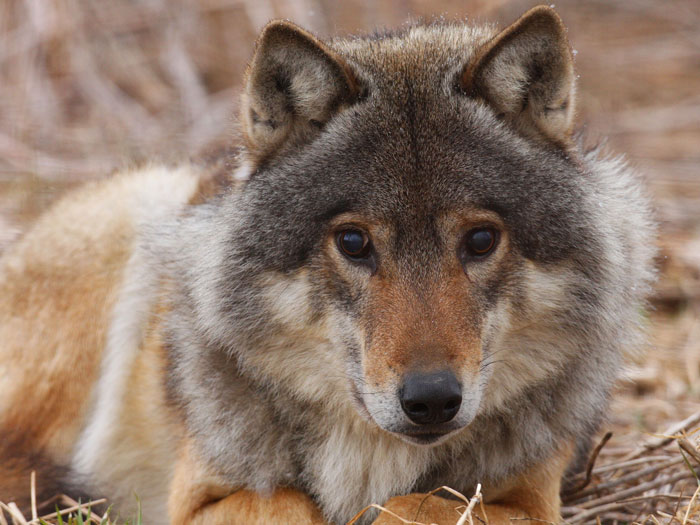 Wolf