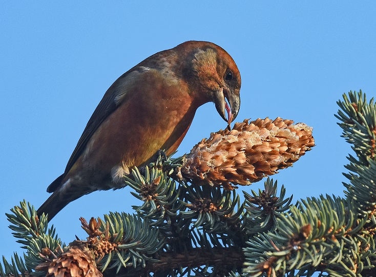 Mehlschwalbe am Nest