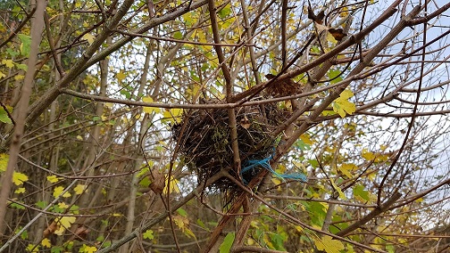 Vogelnest im Geäst mit verbautem Plastikmüll